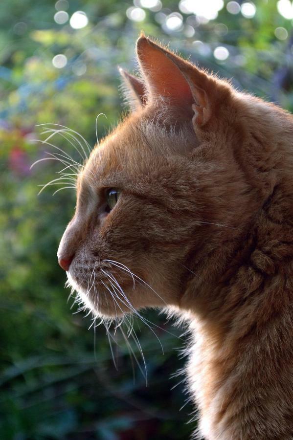 Le Chaton Rouge Saint-Pierre-du-Lorouër Buitenkant foto